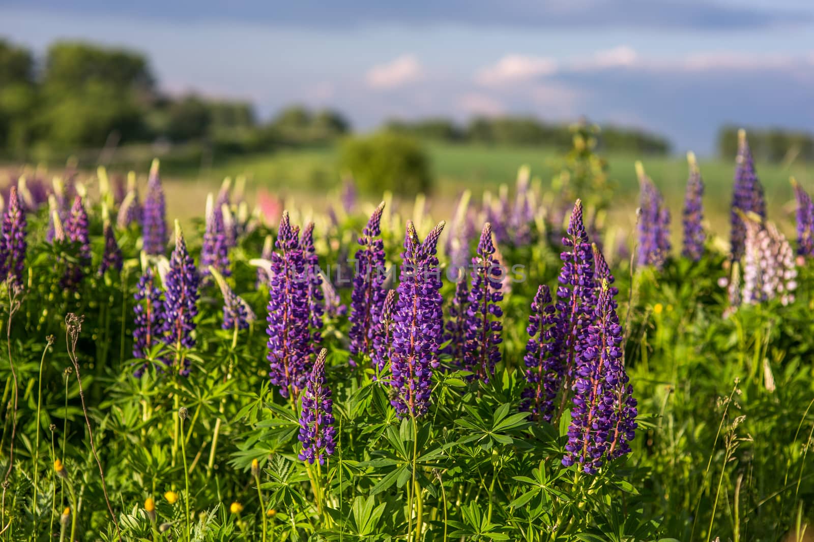 lupines in field with selective focus blurry background