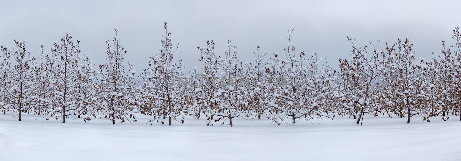 winter apple garden panorama with snow at cloudy daylight.