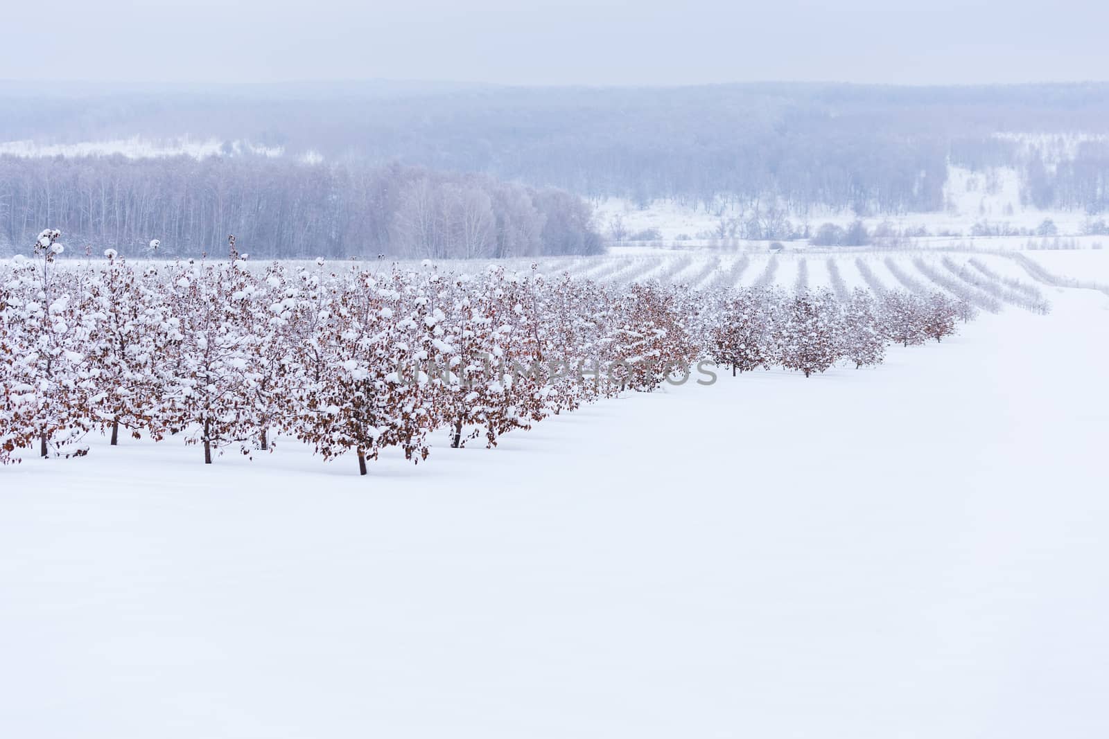 winter apple garden deadpan style with selective focus by z1b