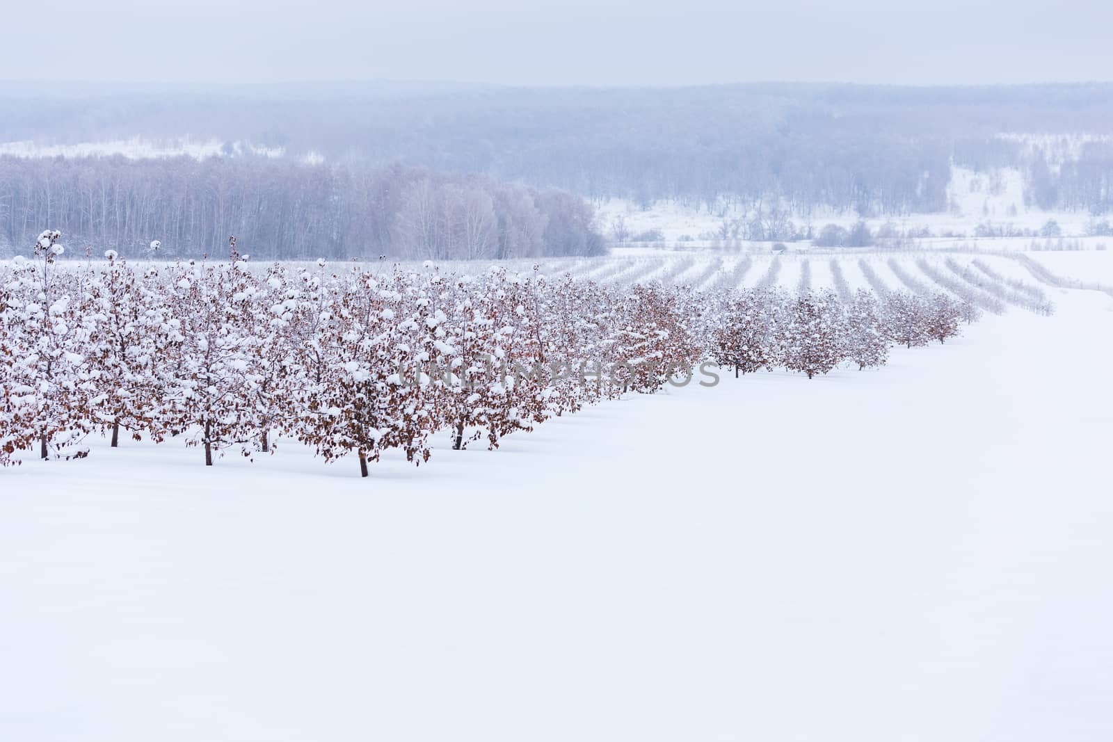 winter apple garden deadpan style with selective focus .