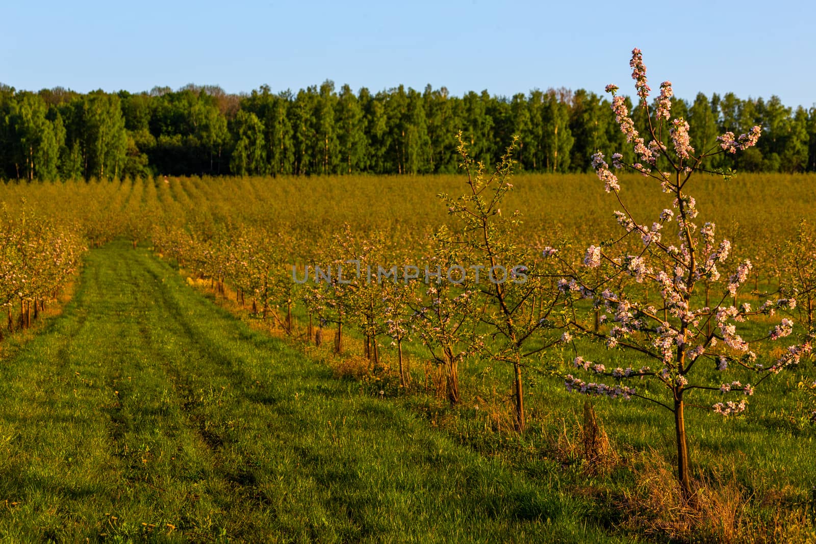 rows of large young apple garden selective focus evening sunlight shot