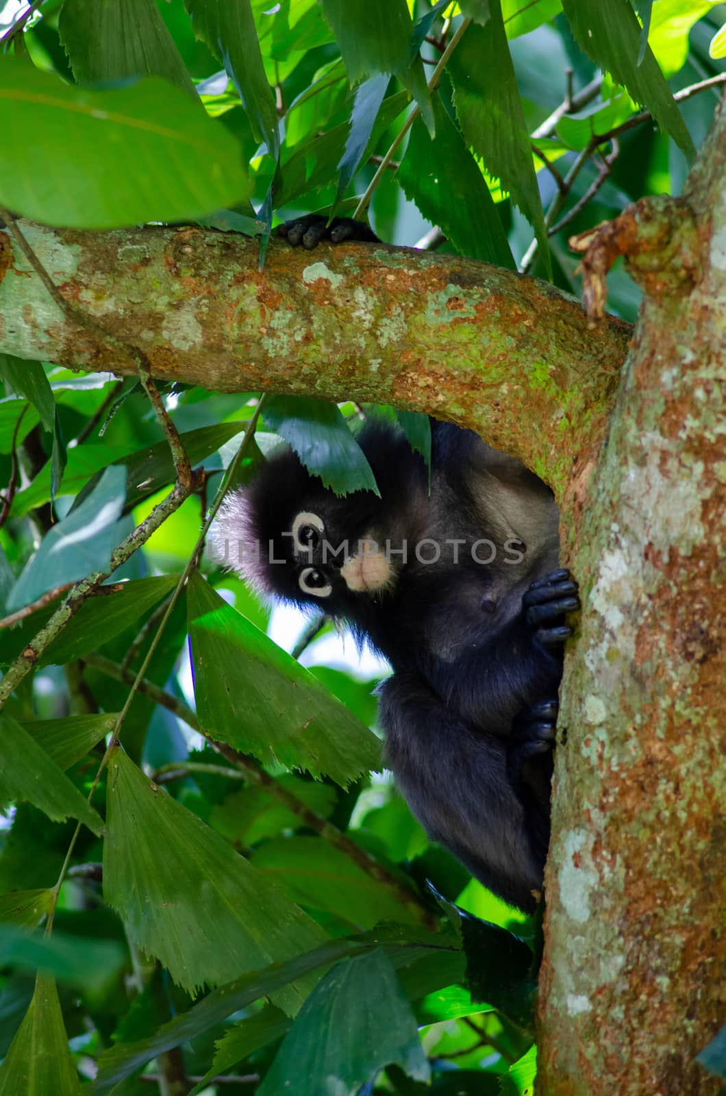 Dusky Leaf Monkey (Trachypithecus obscurus) at Penang.