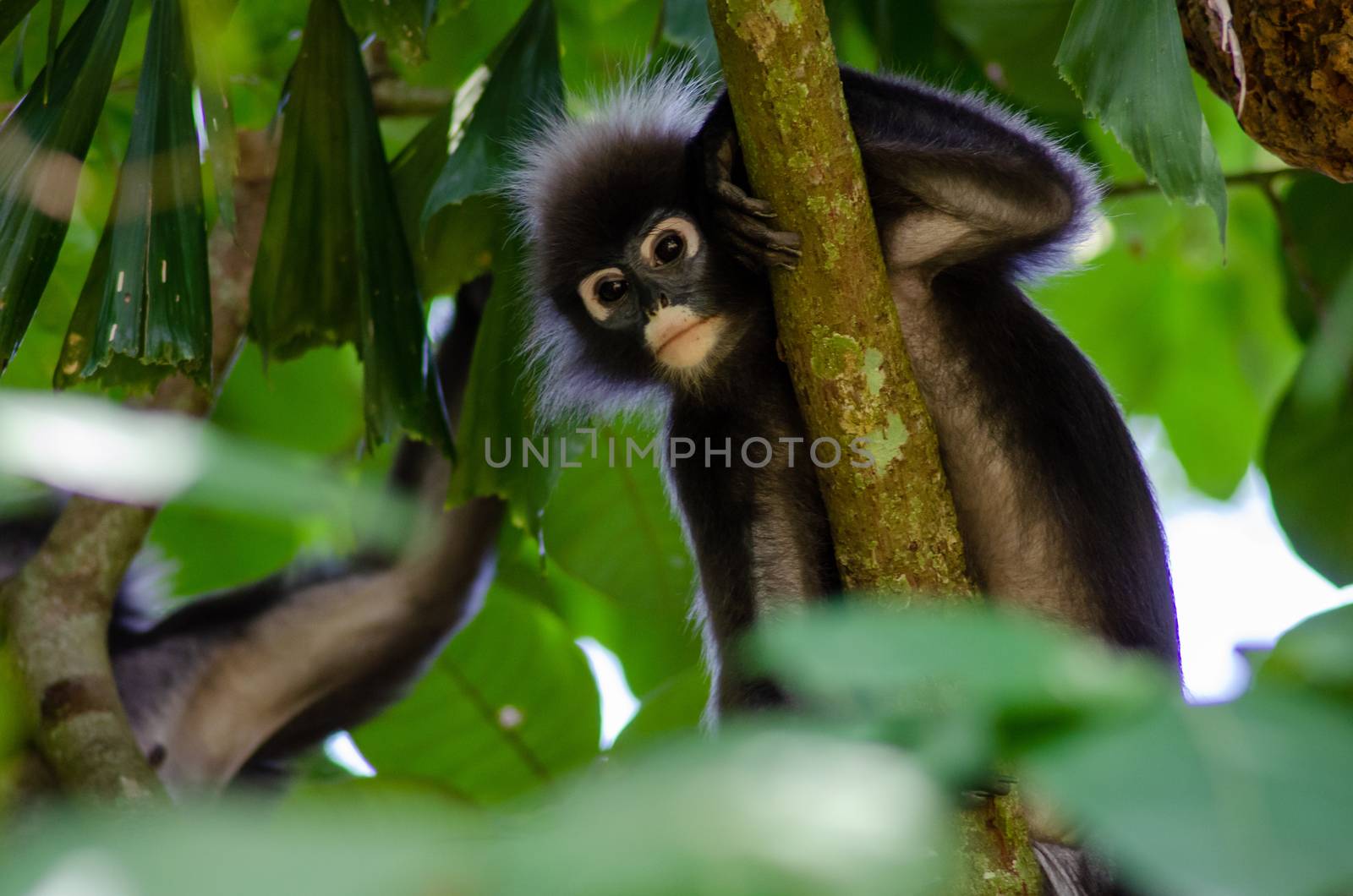 The dusky leaf monkey, langur at Penang forest.