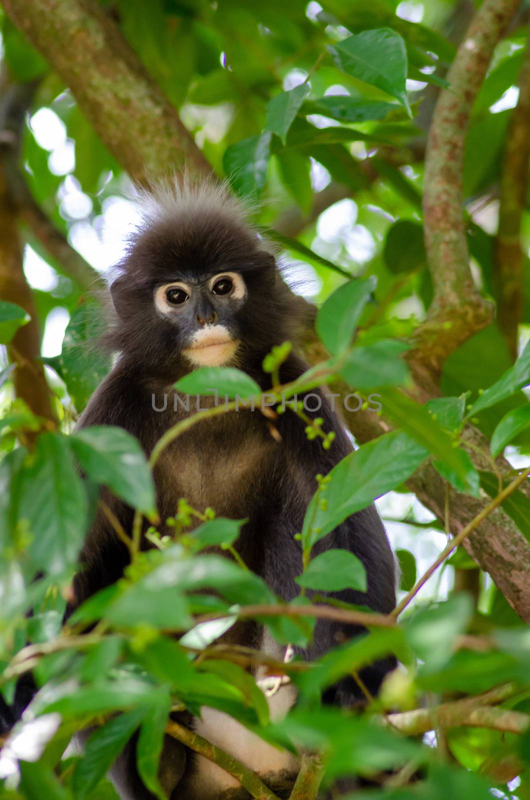 Dusky leaf monkey on tree at Penang forest.