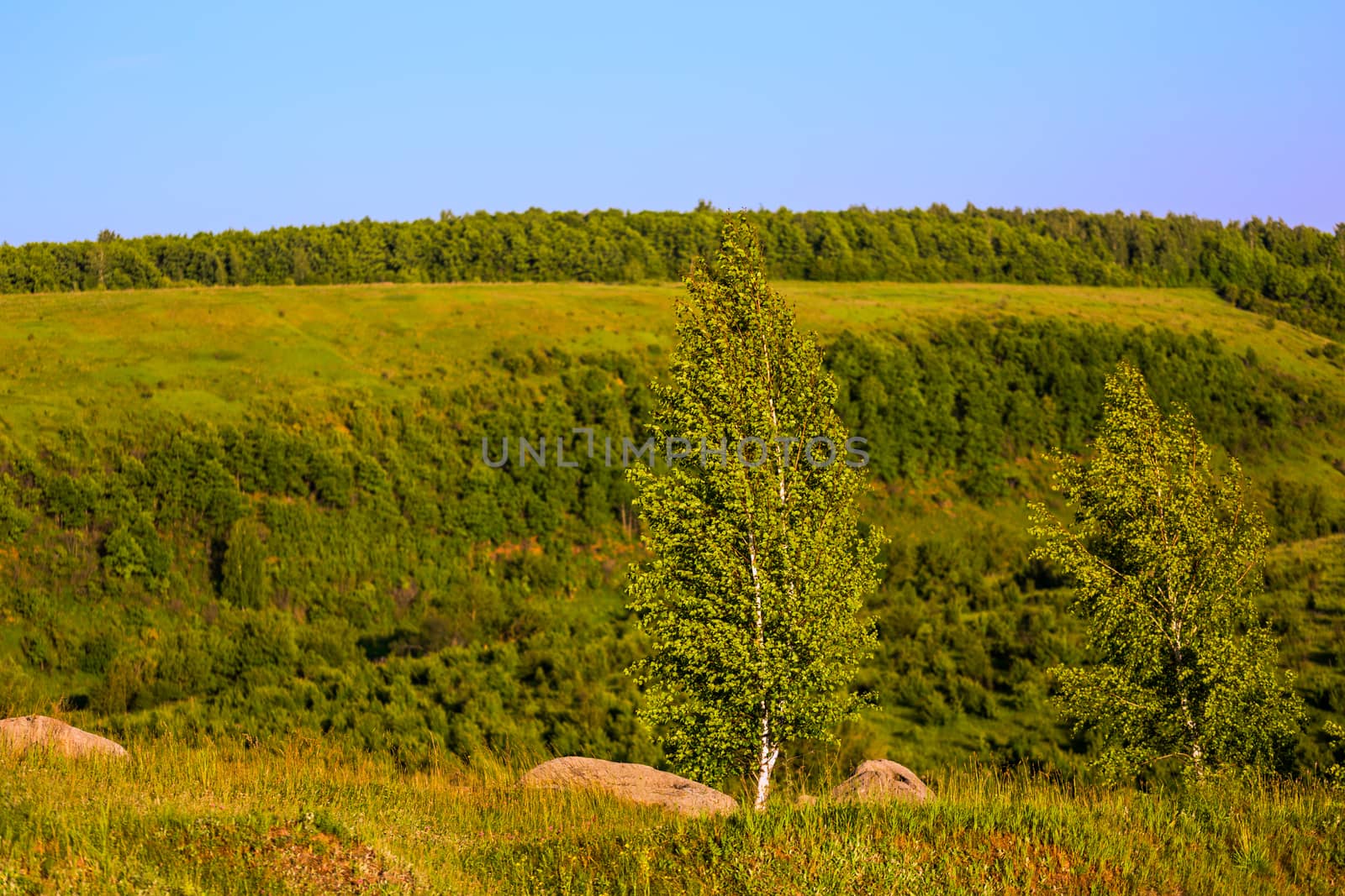 standalone birches on ridge summer daylight landscape with selective focus