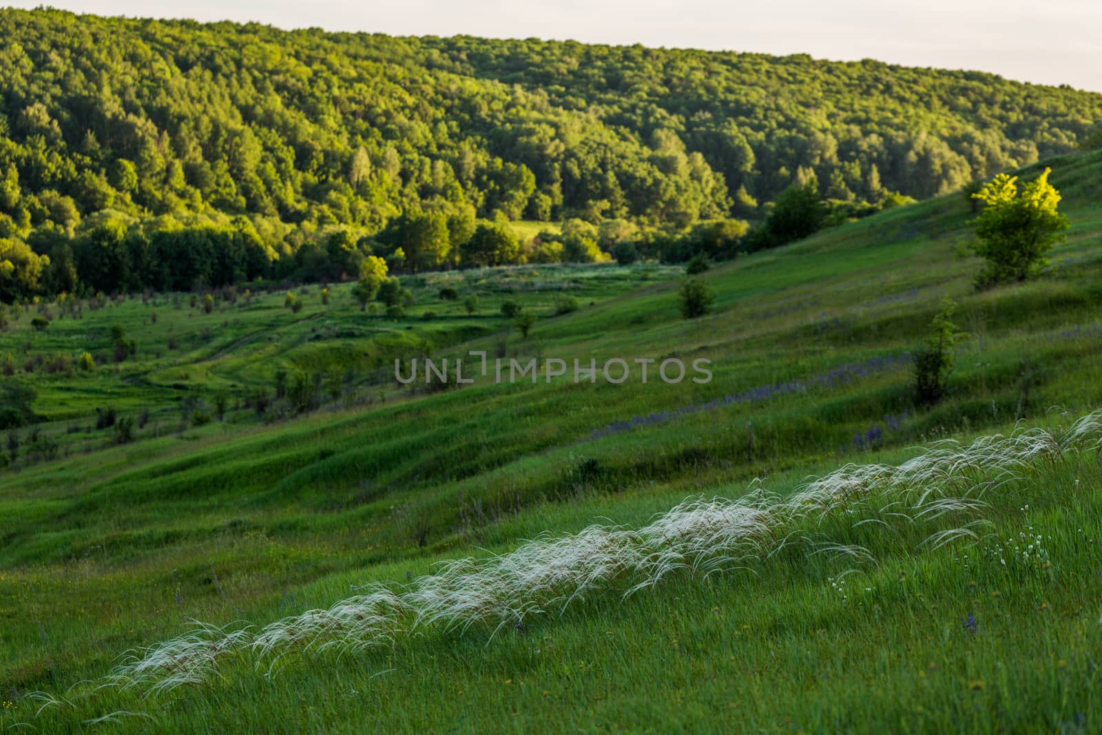 slope landscape with feather grass by z1b
