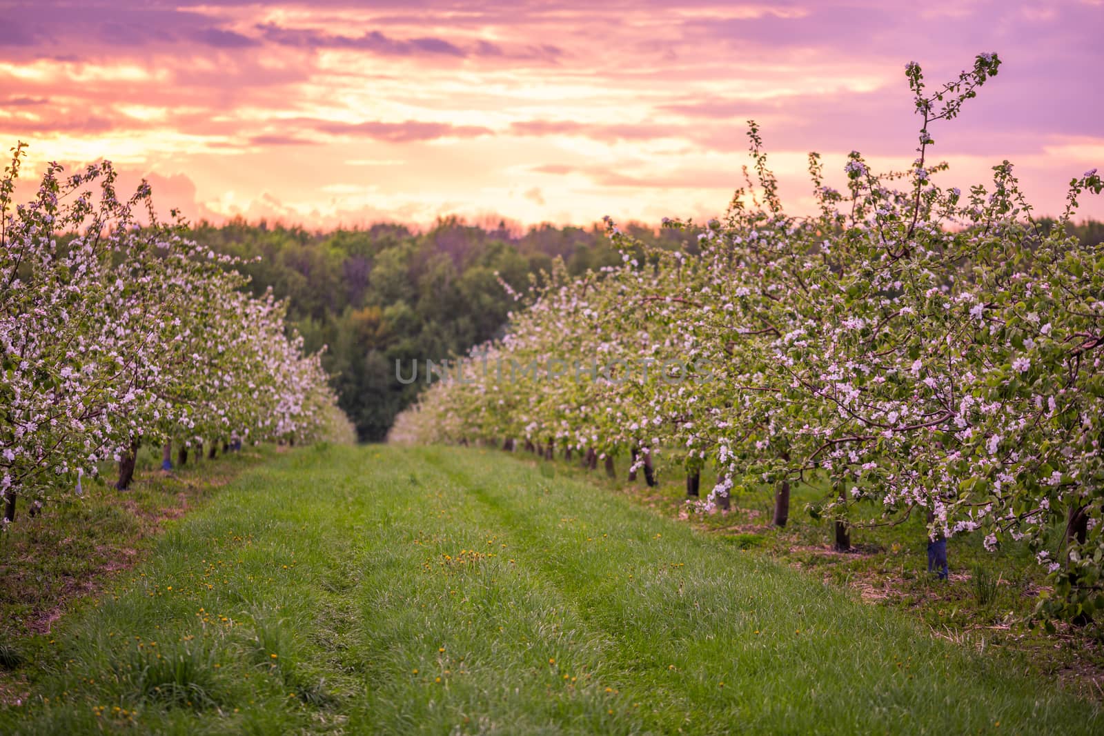 spring blooming apple orchard in cloudy weather with grass lawn and selective focus bokeh at sundown