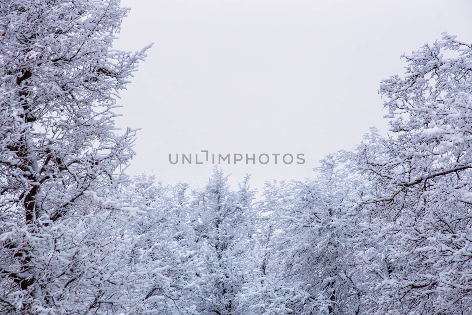 Top of frozen winter forest landscape at cloudy weather with soft light.