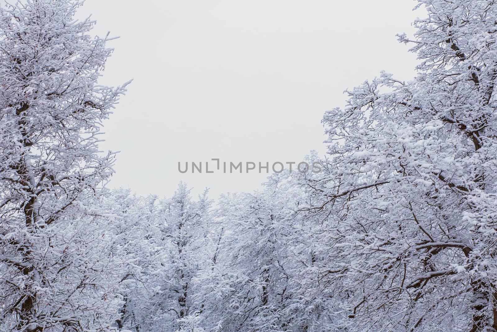 Top of frozen winter forest landscape at cloudy weather with soft light.