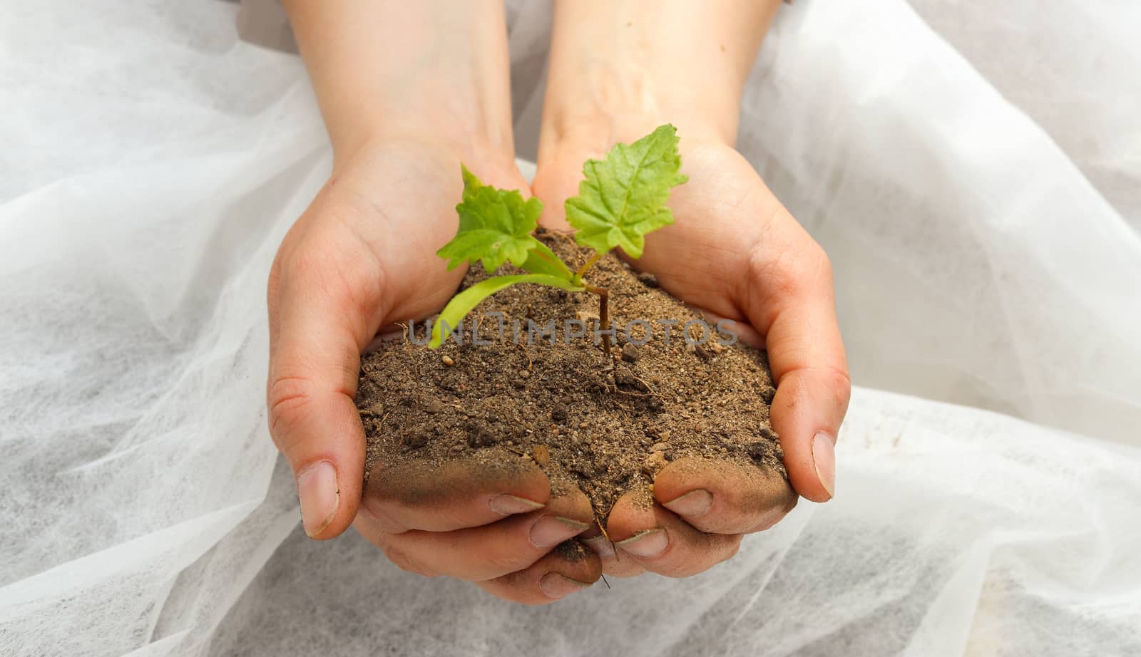 Human hands of a young woman holding green small plant seedling. by MP_foto71