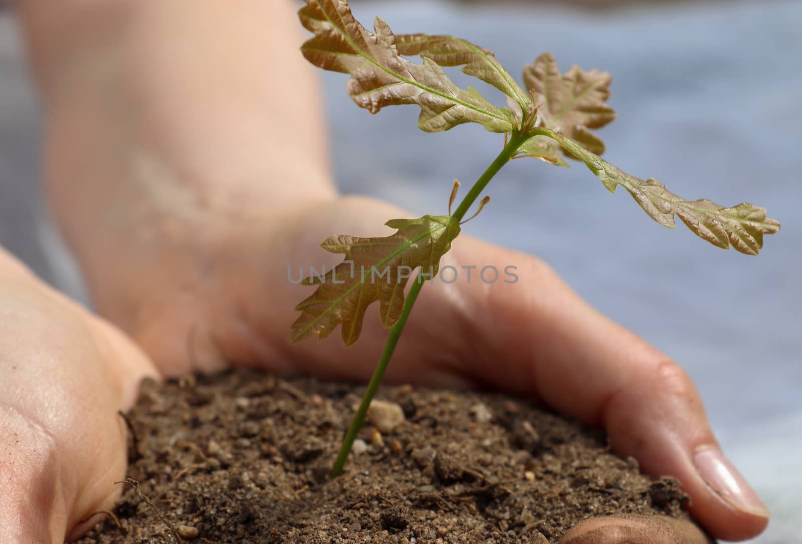 Human hands of a young woman holding green small plant seedling. by MP_foto71