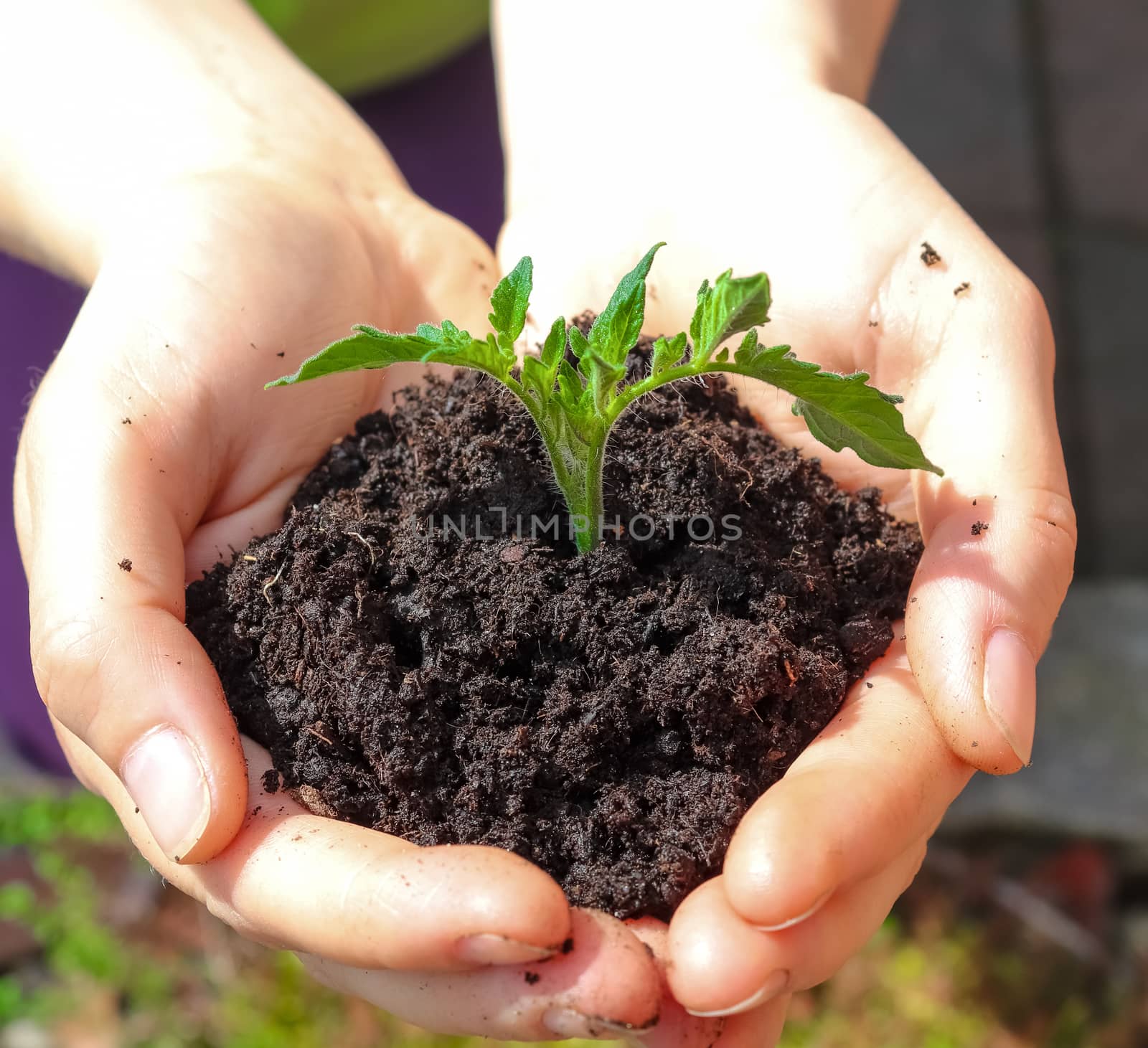 Human hands of a young woman holding green small plant seedling. by MP_foto71