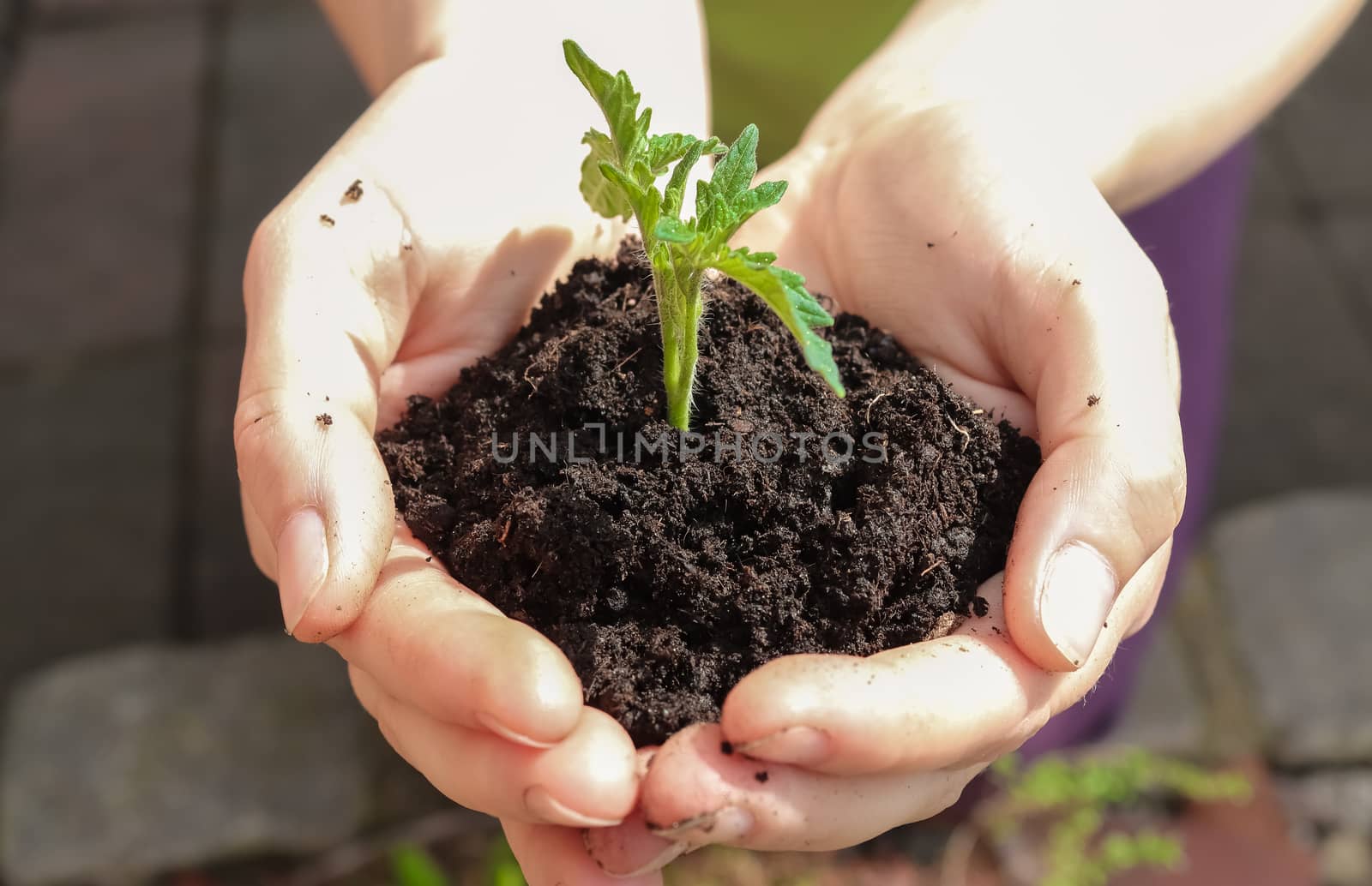 Human hands of a young woman holding green small plant seedling. by MP_foto71