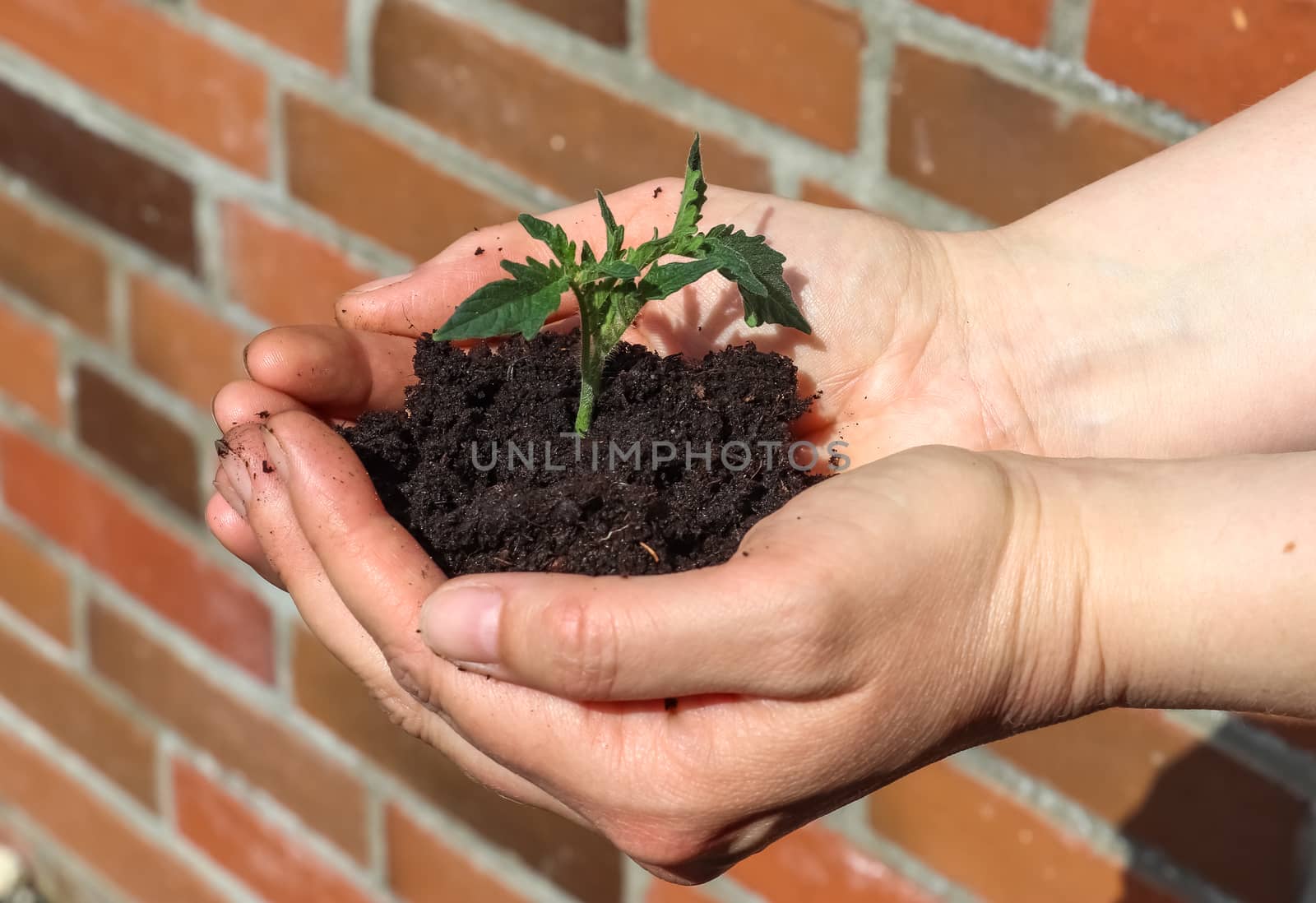 Human hands of a young woman holding green small plant seedling. by MP_foto71