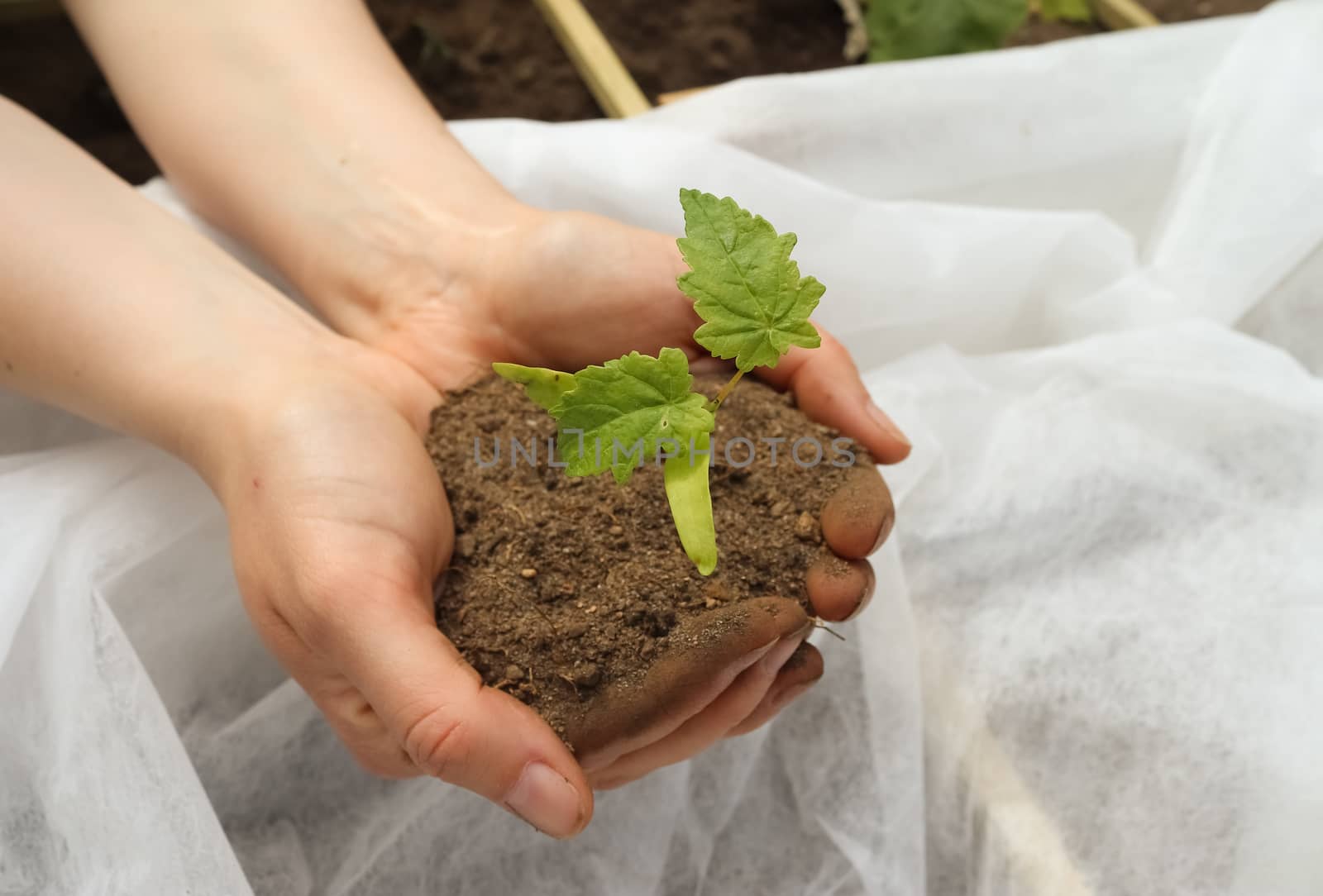Human hands of a young woman holding green small plant seedling. New life concept.