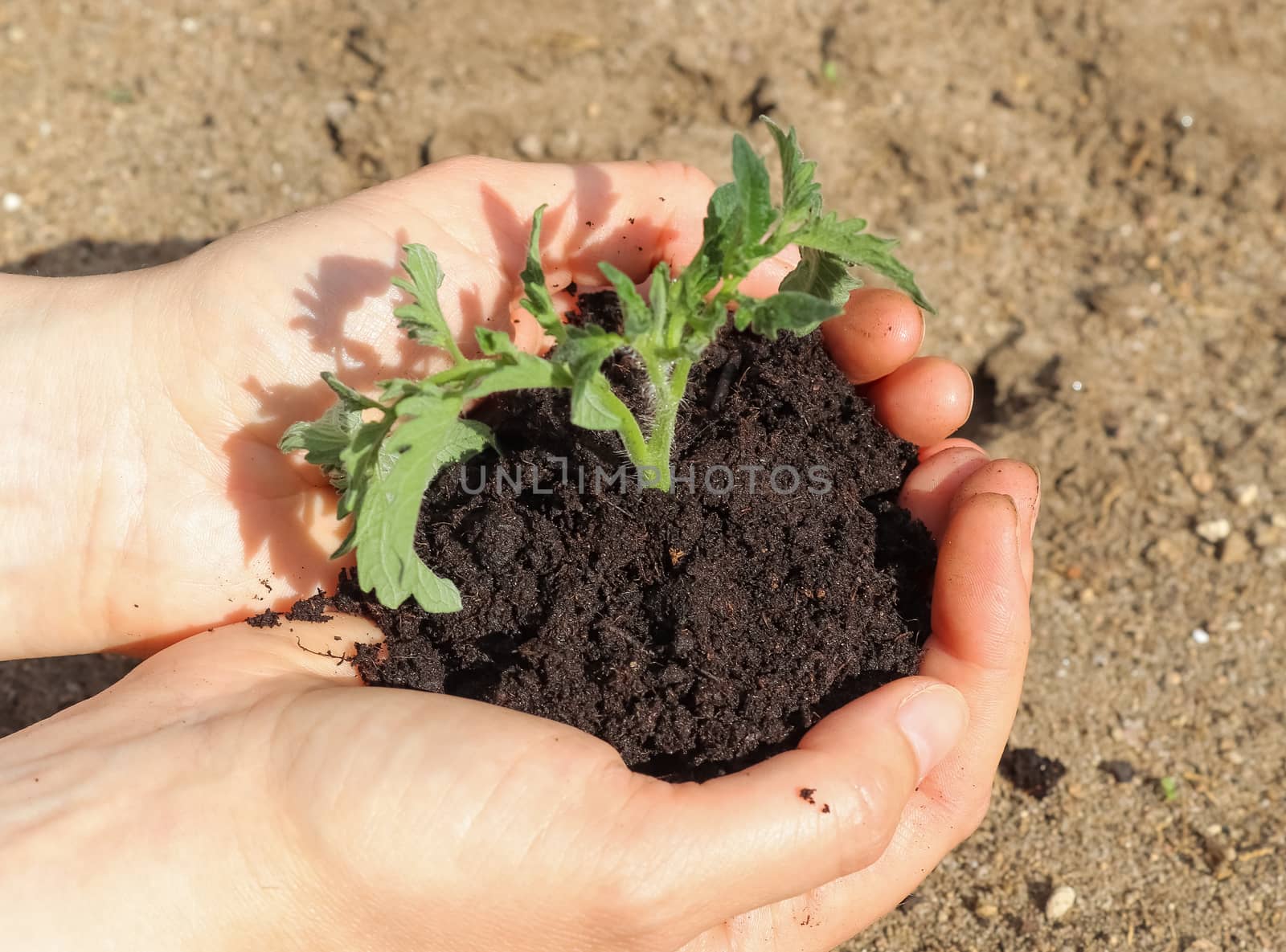 Human hands of a young woman holding green small plant seedling. New life concept.