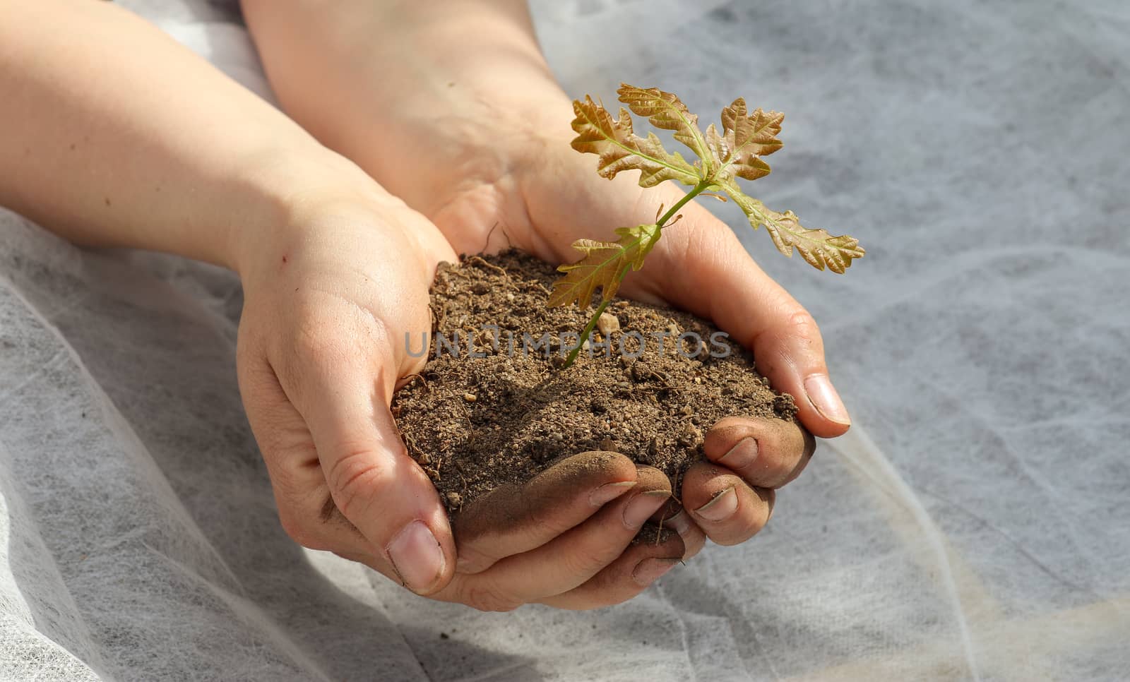 Human hands of a young woman holding green small plant seedling. New life concept.