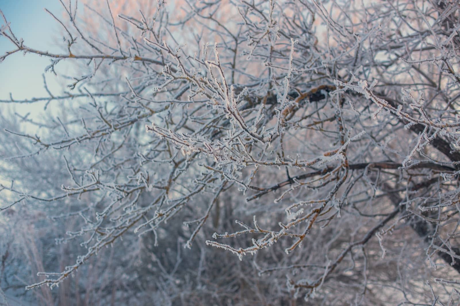 frosty branches selective focus dlur tone background
