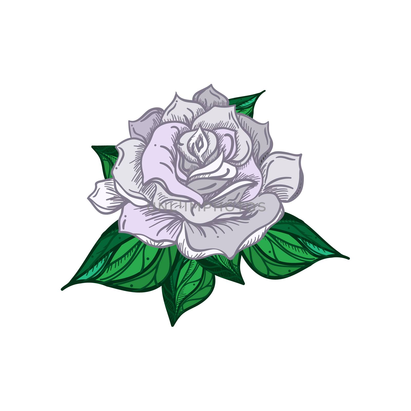 Hand Drawn Wedding Rose. Flower Template for wedding, holiday, celebration. Rose for print, tattoo and digital art. Vector