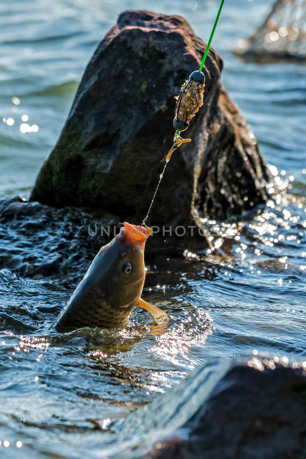Fighting a Common carp (Cyprinus carpio) on a fishing line.