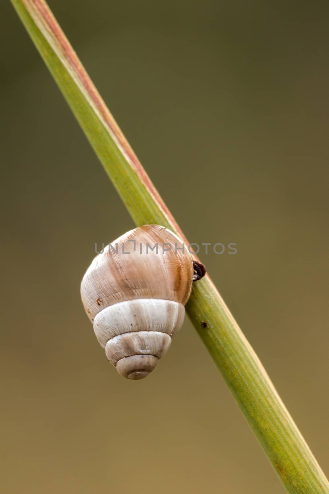 Small snail on the plant 