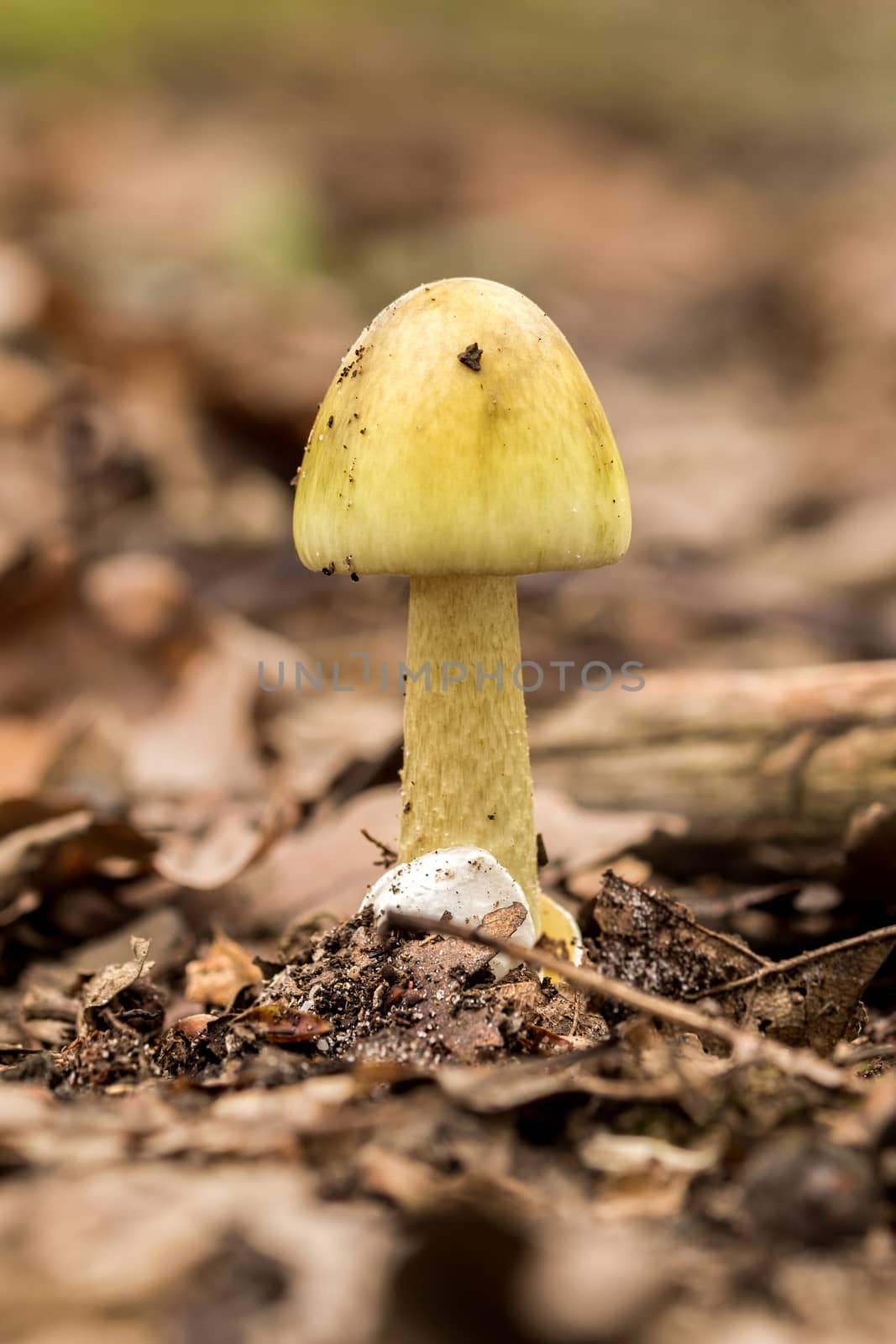 Amanita Phalloides fungus by Digoarpi