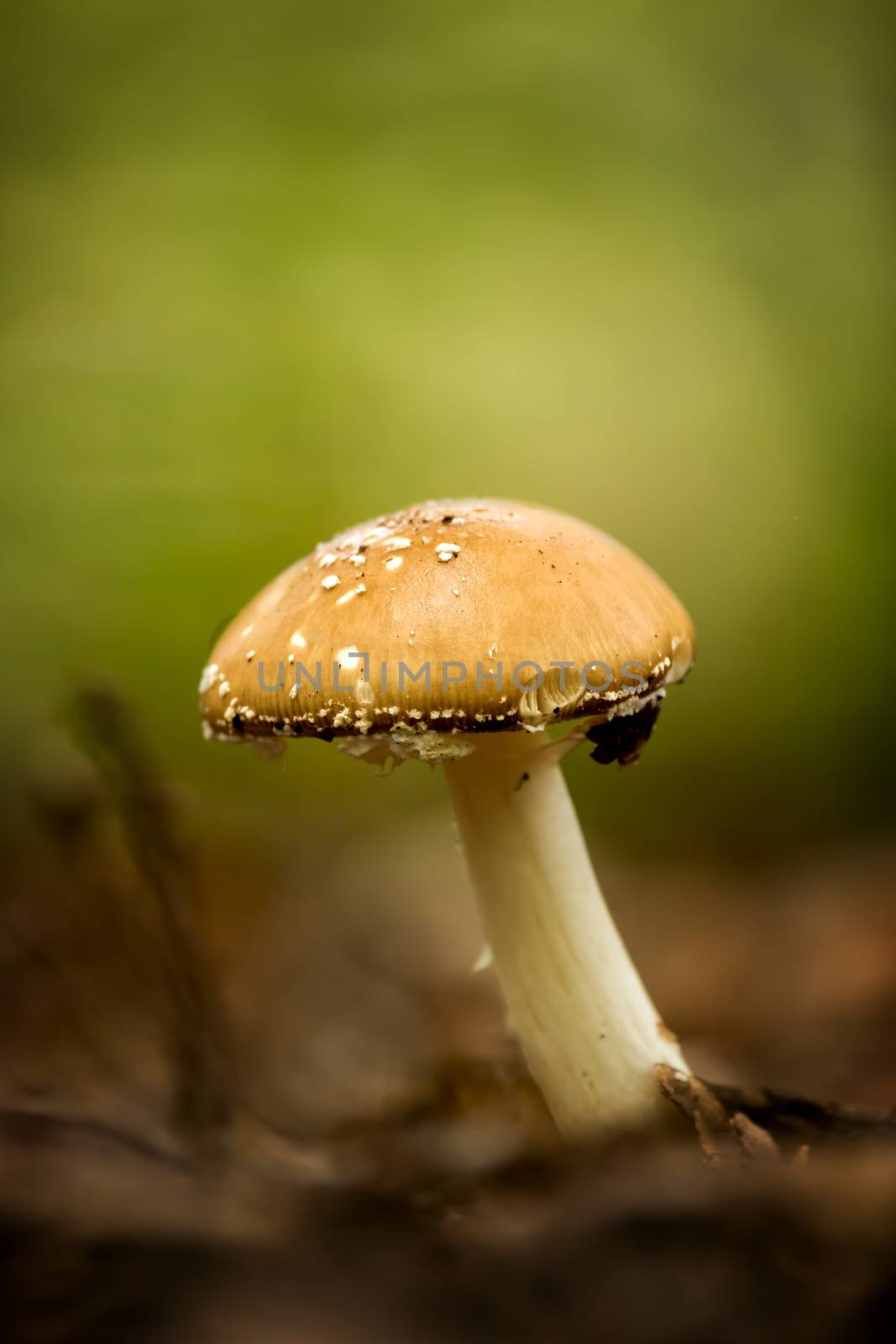 Close up of panther cap(Amanita Pantherina) mushroom