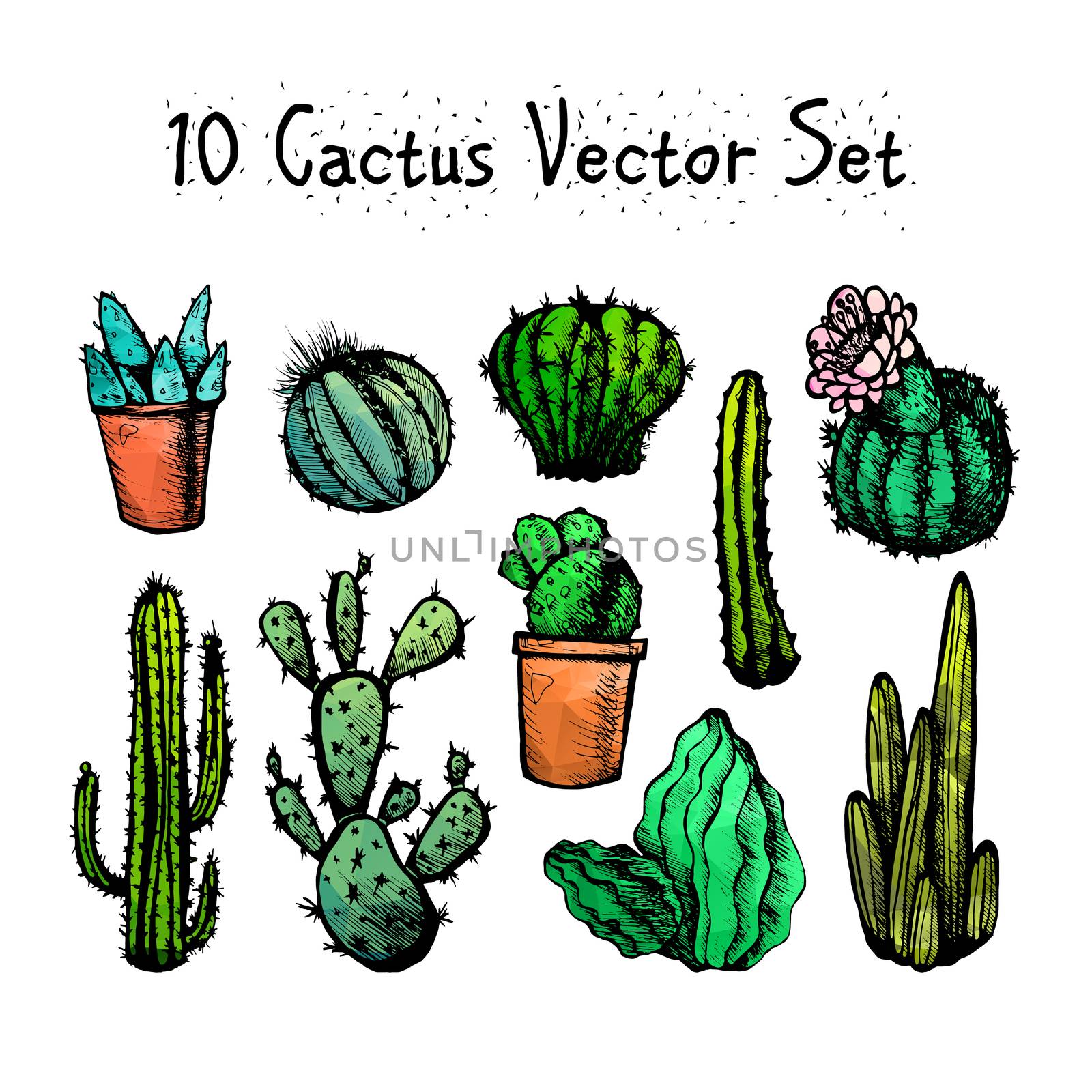 Hand Drawn Isolated Cactuses Set. Cactus in vintage style for textiles, print and etching. Line-art. Vector
