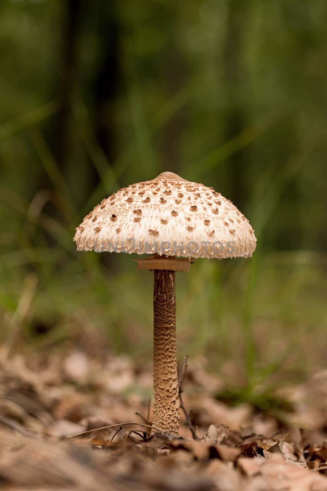Young Parasol mushroom in the morning sunlight