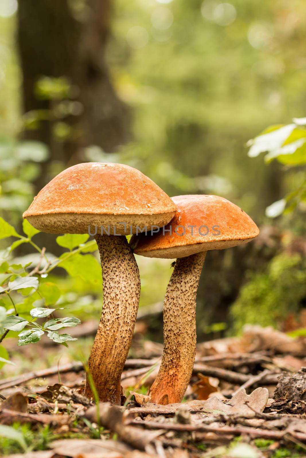 Edible mushrooms  by Digoarpi