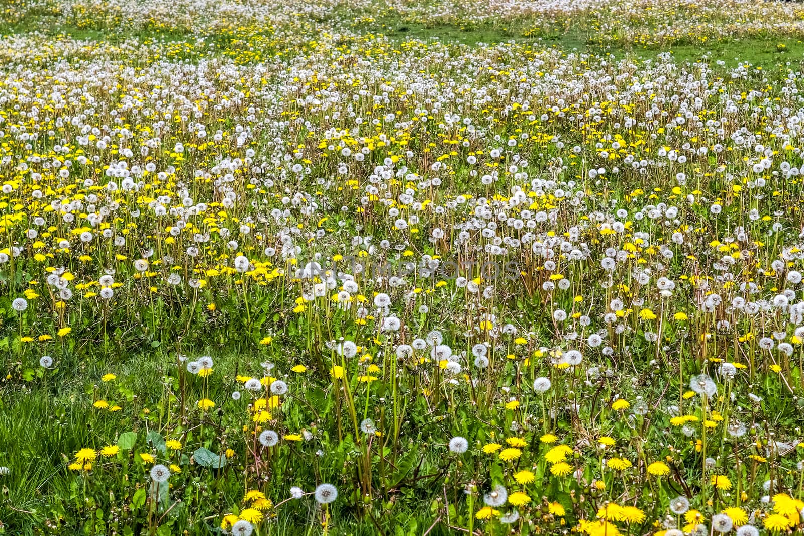 Close up view at a blowball flower found on a green meadow full  by MP_foto71