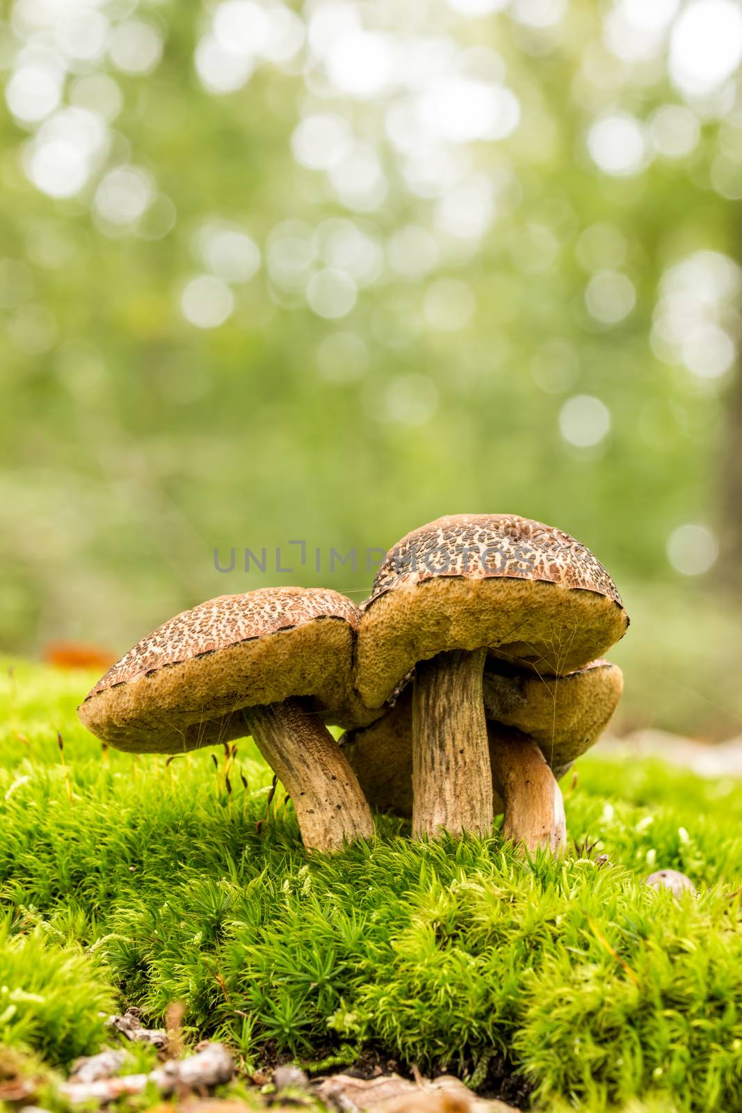 Mushrooms in an autumn forest