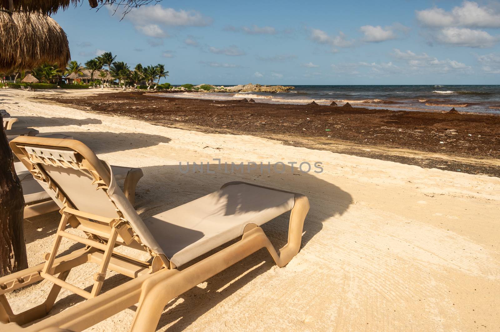 Empty long chair as tourists are staying away from a beach invaded with Sargassum seaweed.