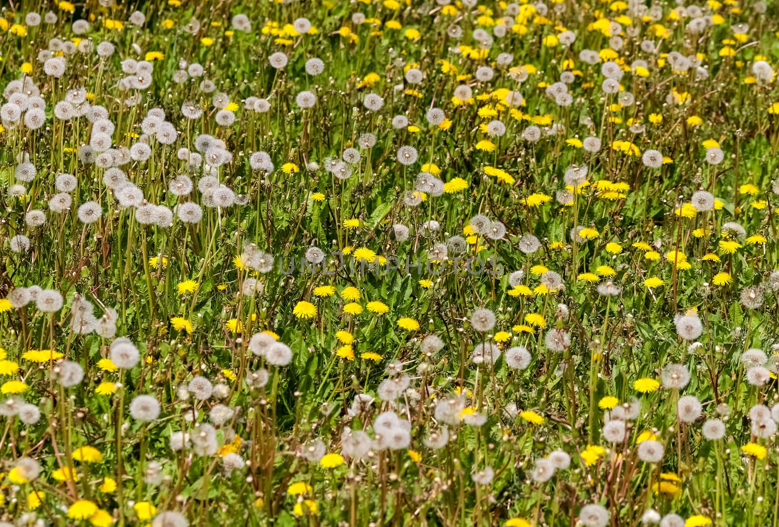 Close up view at a blowball flower found on a green meadow full of dandelions.