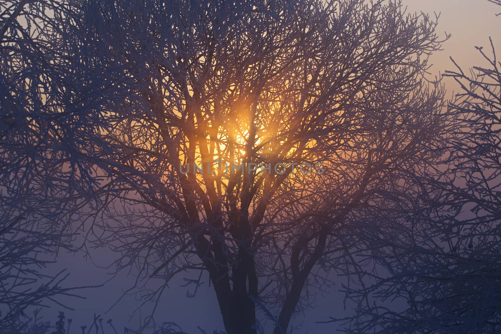 sun behind frozen tree winter background by z1b