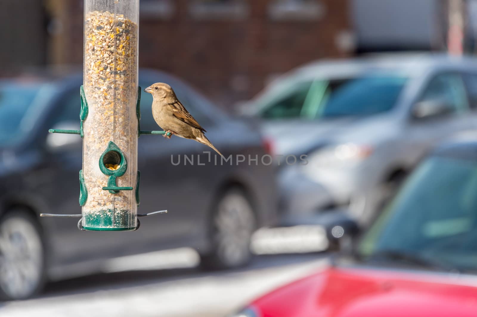Sparrow eating seeds from bird feeder in a city with cars in background