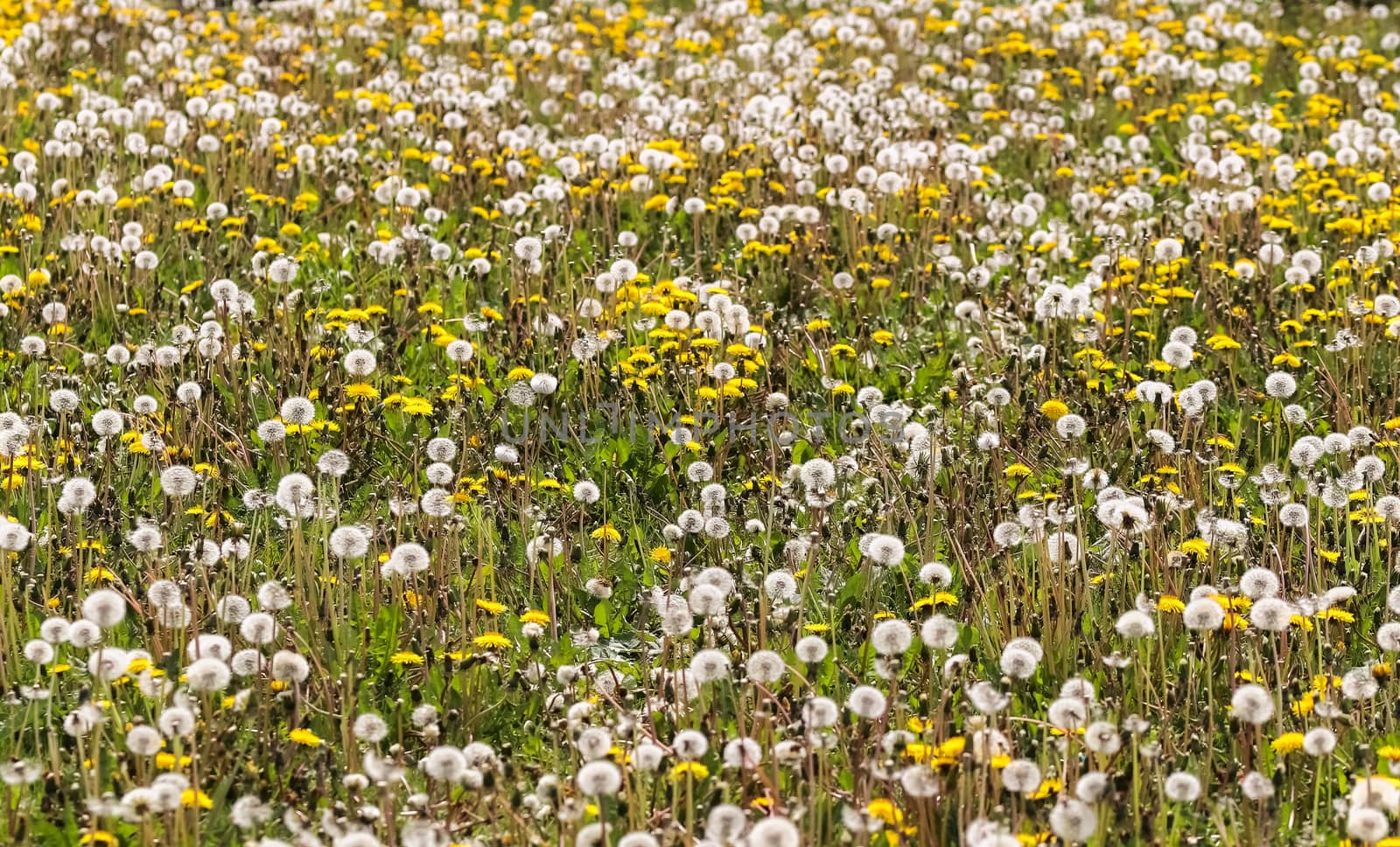 Close up view at a blowball flower found on a green meadow full of dandelions.