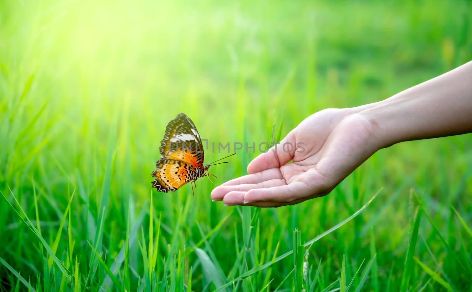 A butterfly is flying on the hand of a woman in a lush meadow.