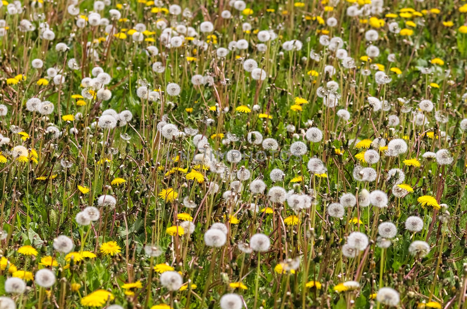 Close up view at a blowball flower found on a green meadow full of dandelions.