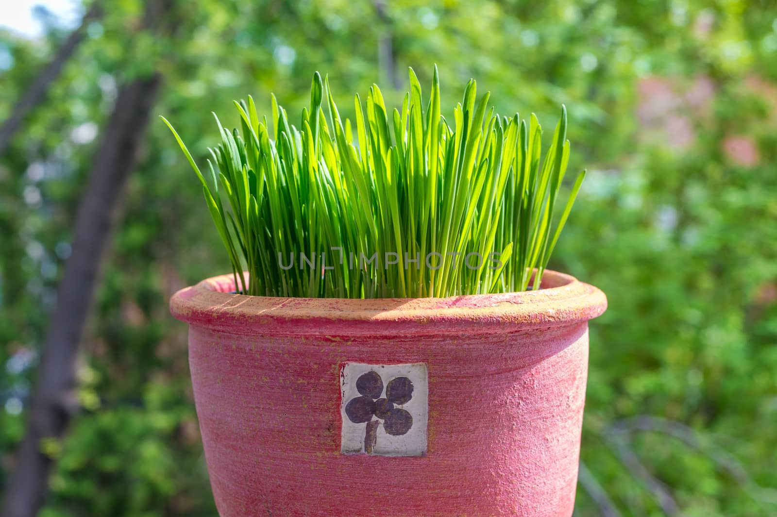 Cat grass growing in a pink terra cotta pot