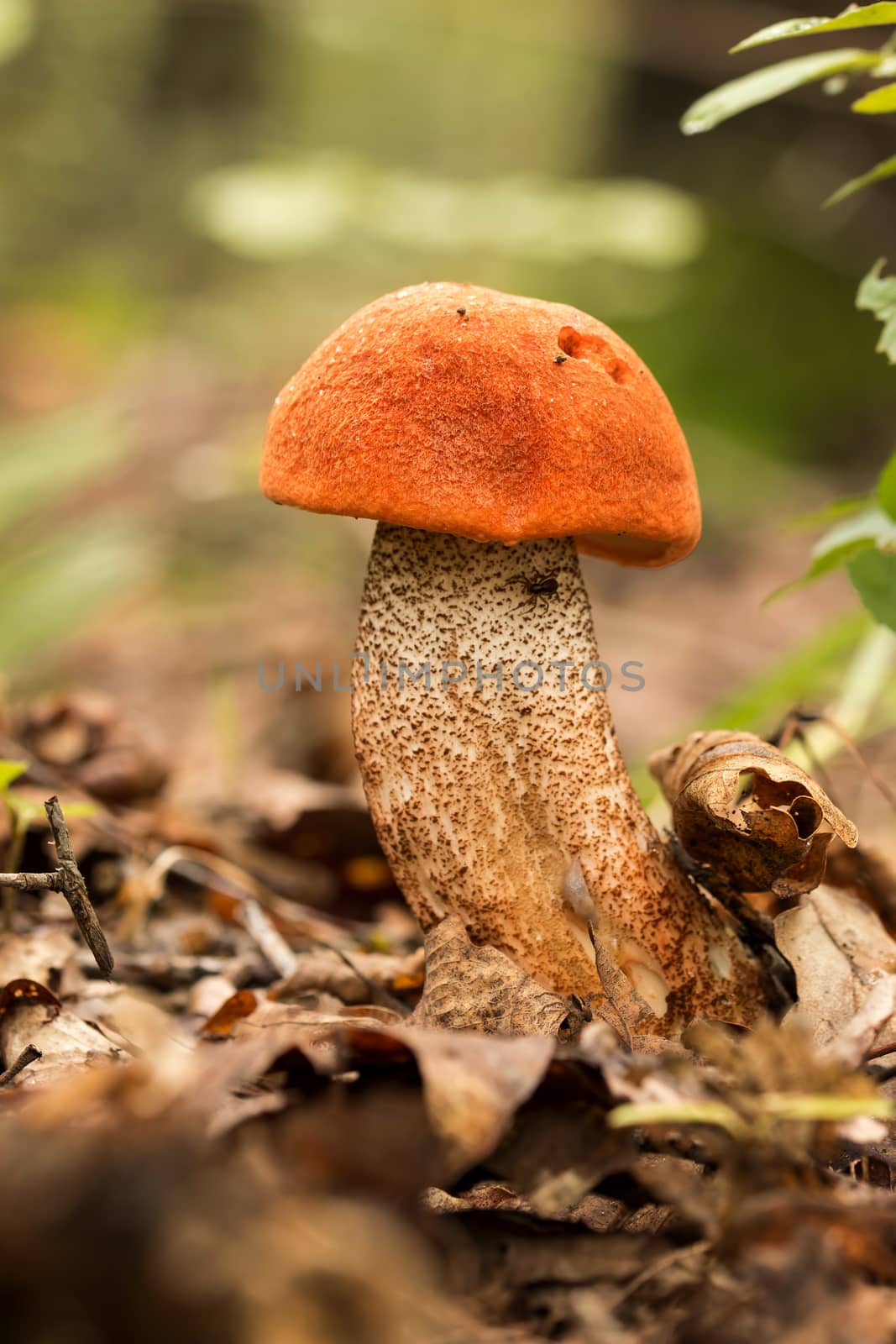 Edible mushroom species,red-capped