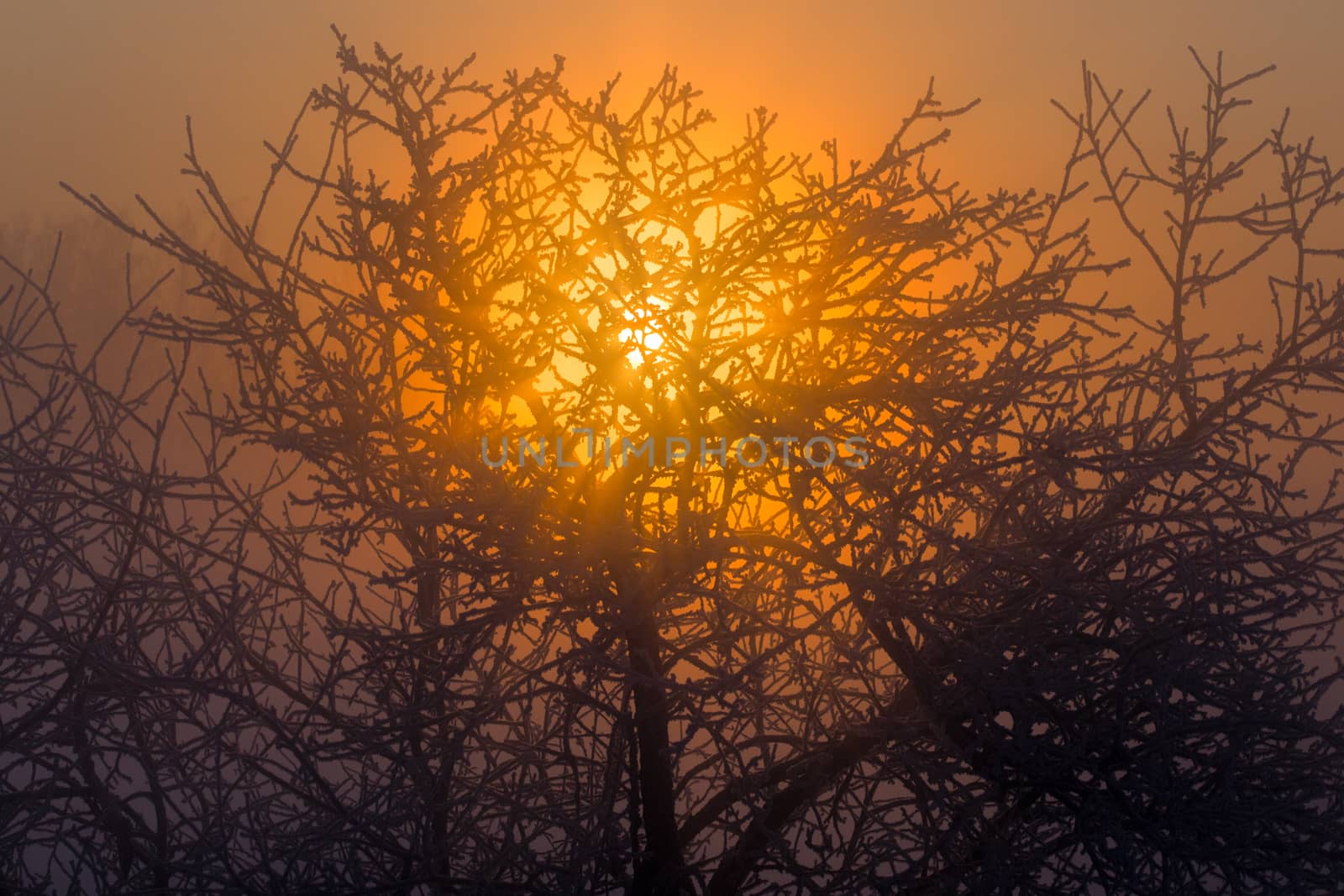 sun behind frozen tree dark gold winter background
