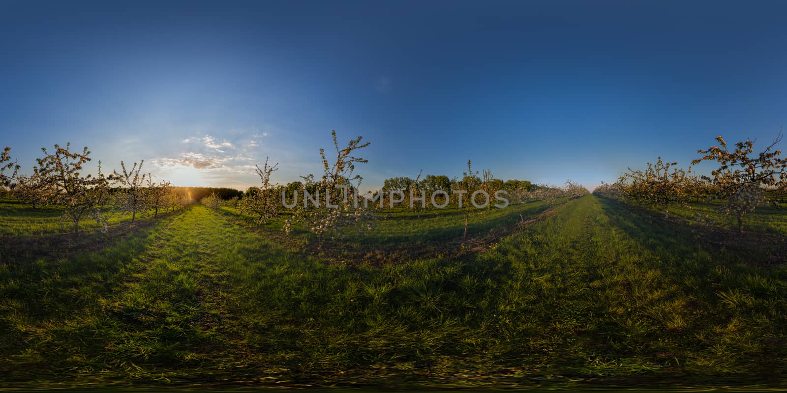 sunset in blossoming apple garden full spherical 360 by 180 degree panorama in equirectangular projection