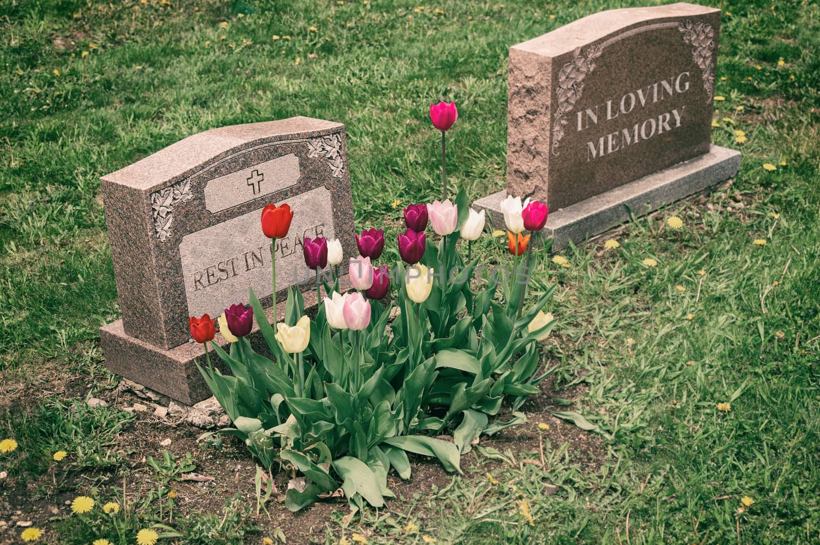 Headstones in a cemetery with many tulips