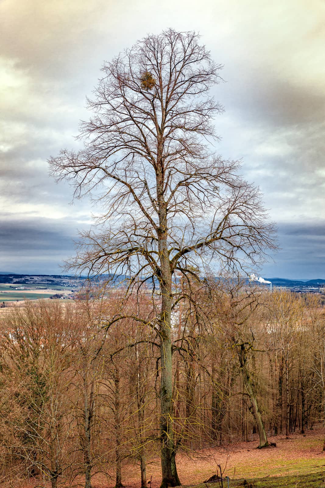 Tree in the foreground, spring, Callenberg Castle