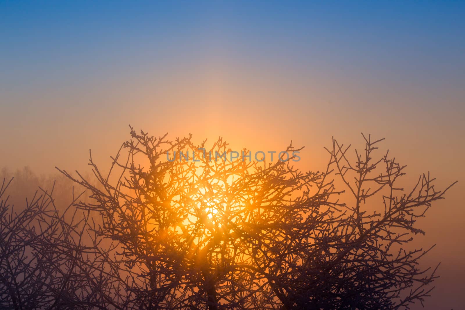 sun behind frozen tree dark gold winter background