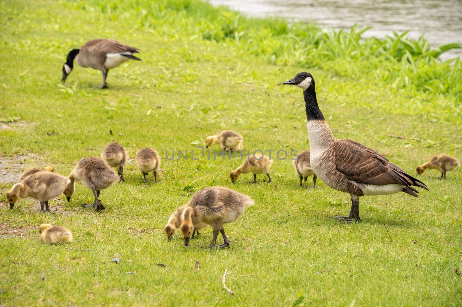 Adult Canadian goose looking after many goslings by mbruxelle