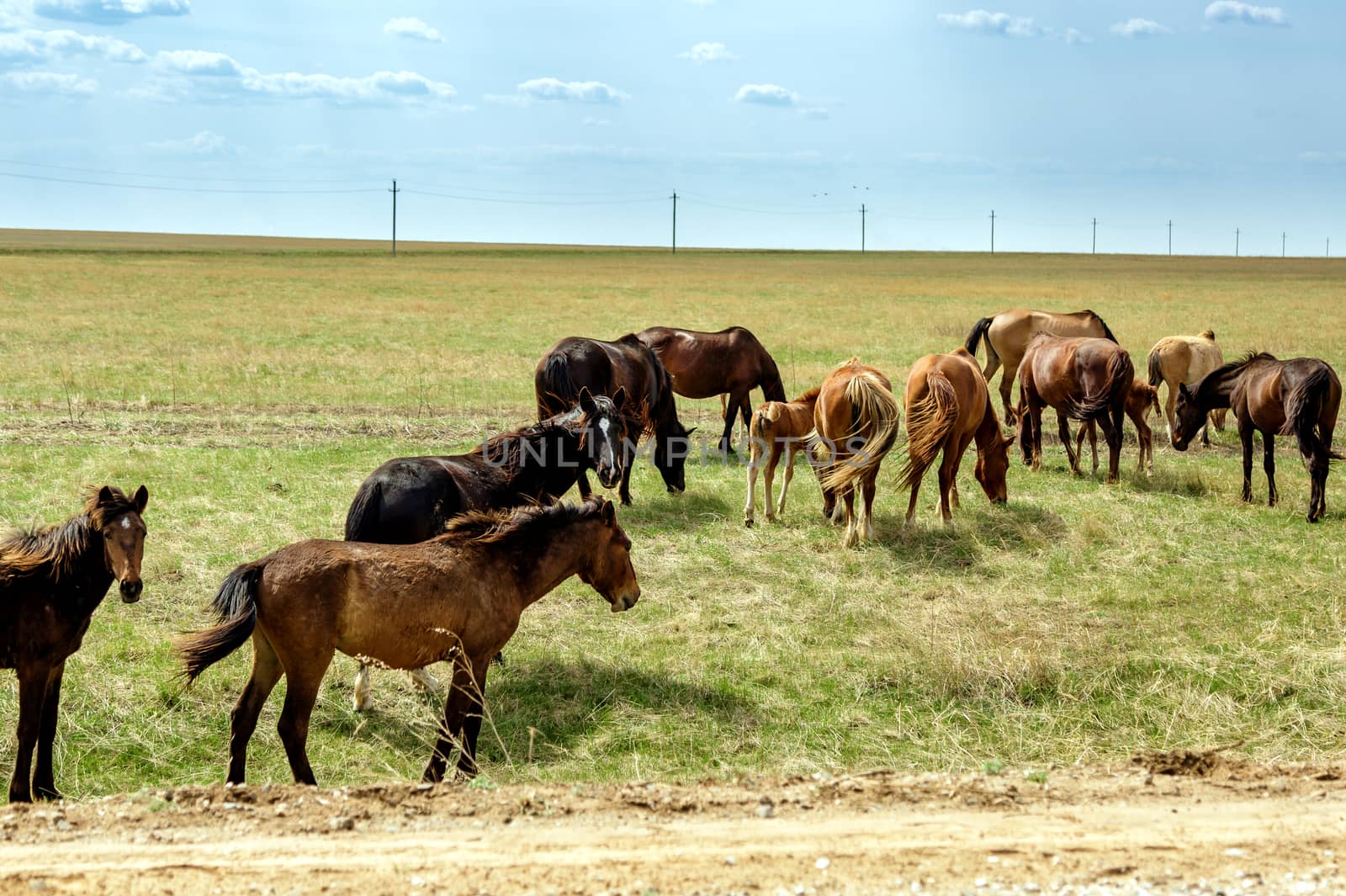 herd of horses in the steppe of Kazakhstan, horses eat green grass in the pasture