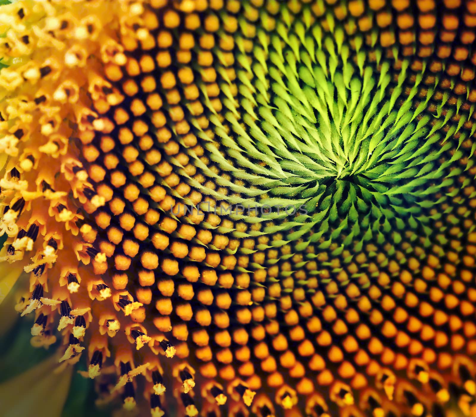 Close up of sunflower,square format. by Chokchai