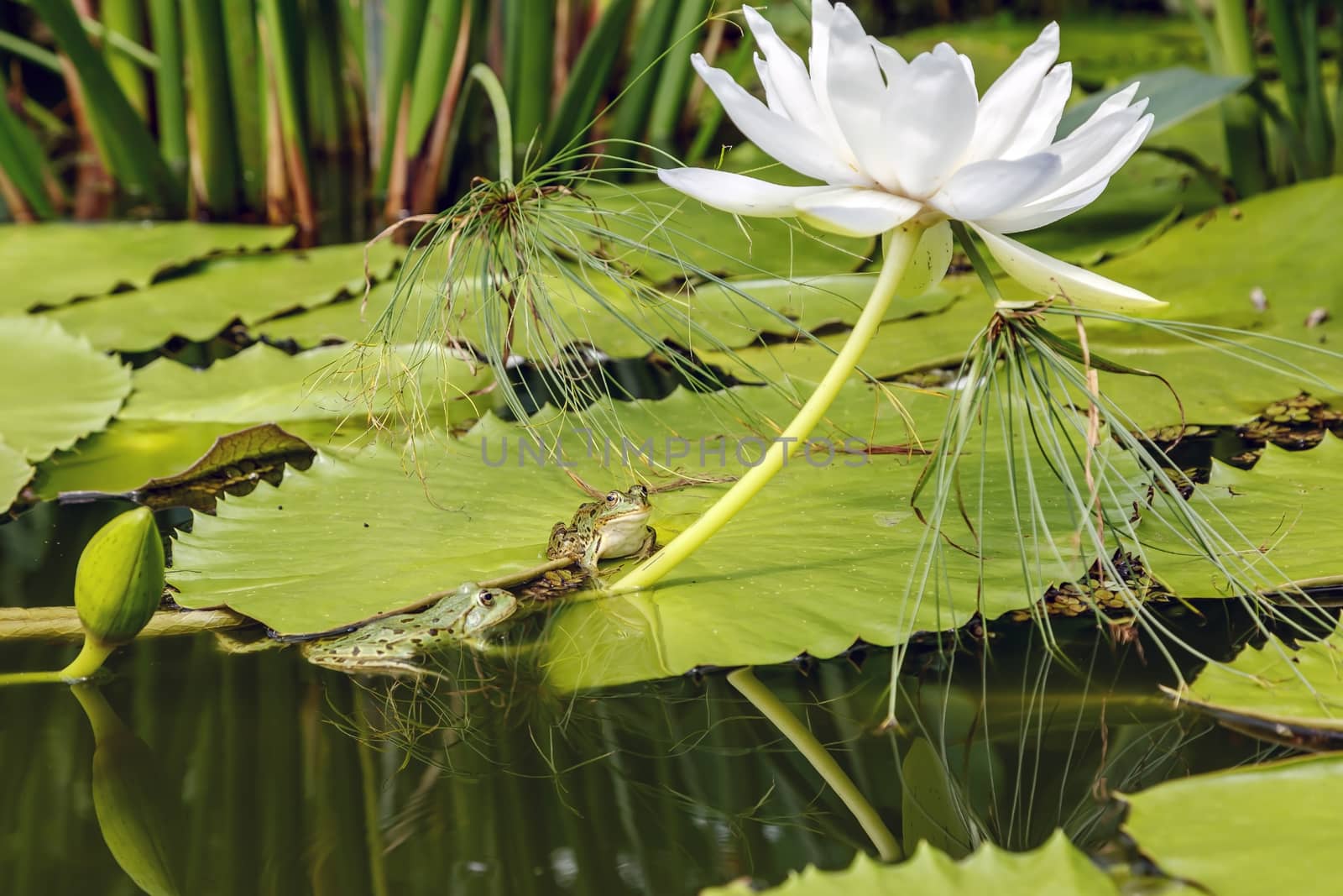 Two frogs, one on a lotus leaf